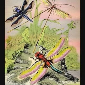 Insects: Libellula Portia