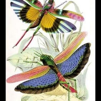 Insects: Locusta Cristata and L. Flava by James Duncan