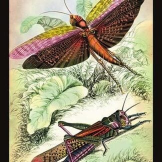 Insects: Locusta Migratoria and Locusta Dux by James Duncan