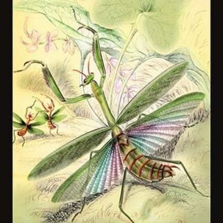 Insects: Mantis Religiosa by James Duncan