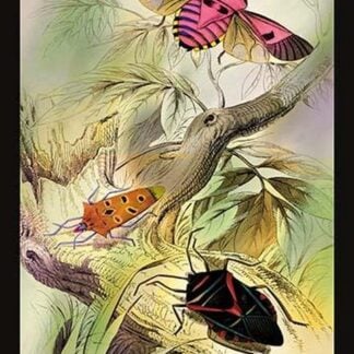 Insects: Pentatoma Rutilans and Raphigaster Incarntus by James Duncan