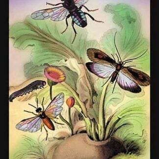 Insects: Phryganea Grandis