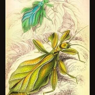 Insects: Phyllium Siccifolia by James Duncan