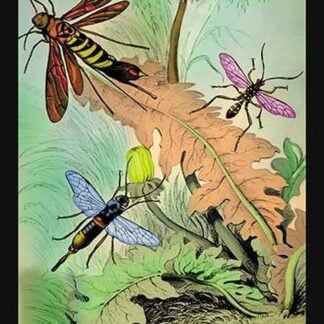 Insects: Sirex Gigas