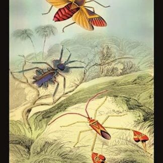 Insects: Syrtomastes Paradoxus