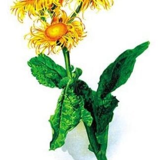 Inula Roylei by H.G. Moon