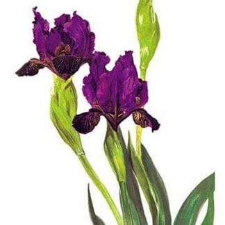Iris Hybrid