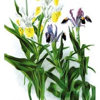 Iris Species