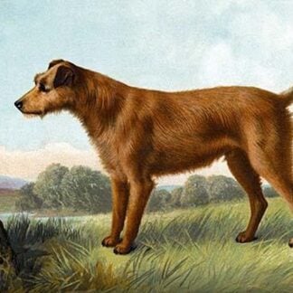 Irish Terrier Champion Sporter by Vero Shaw