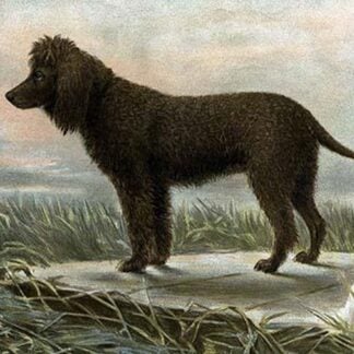 Irish Water Spaniels by Vero Shaw