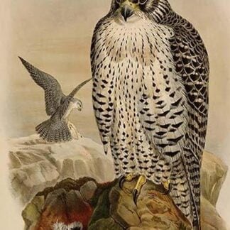 Island Falcon - Adult by John Gould