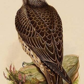 Island Falcon - Youth by John Gould