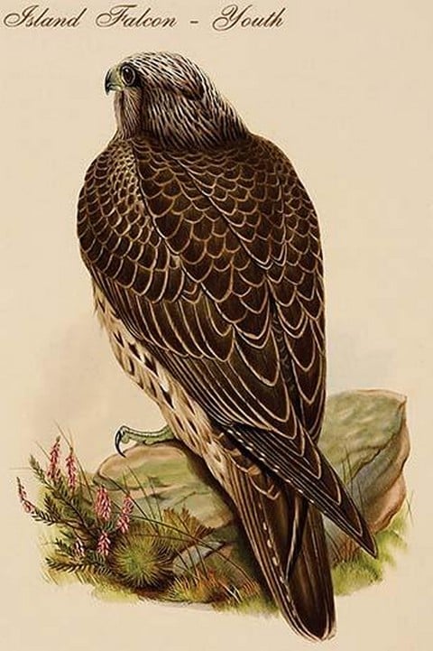 Island Falcon - Youth by John Gould