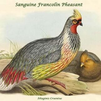 Ithaginis Cruentus - Sanguine Francolin Pheasant by John Gould