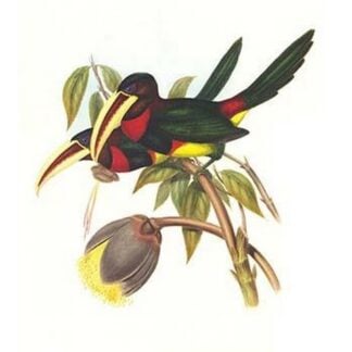 Ivory Billed Aracari by John Gould