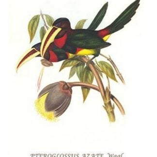 Ivory Billed Aracari by John Gould