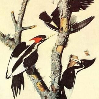 Ivory-Billed Woodpecker by John James Audubon