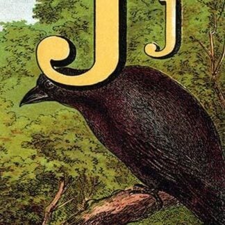 J for the Jackdaw