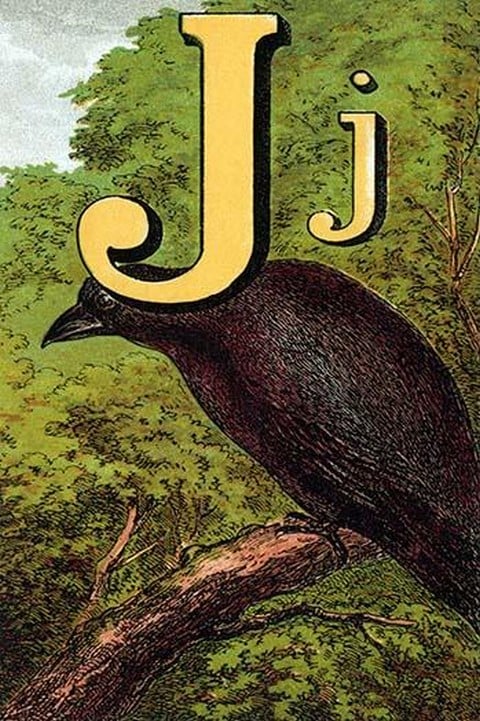 J for the Jackdaw
