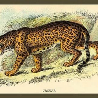 Jaguar by Sir William Jardine