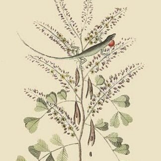 Jamaican Green Lizard by Mark Catesby