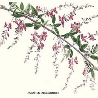 Japanese Desmodium by Louis Benoit Van Houtte