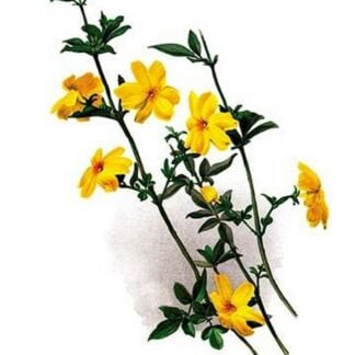 Jasminum Primulinum by H.G. Moon