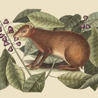 Java Hare by Mark Catesby