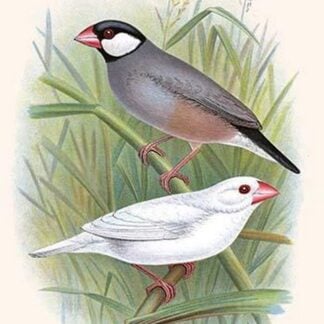 Java Sparrow by Frederick William Frohawk