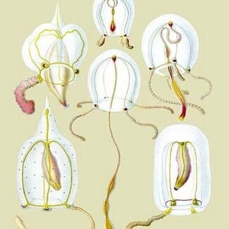 Jellyfish: Anthomedusae by Ernst Haeckel