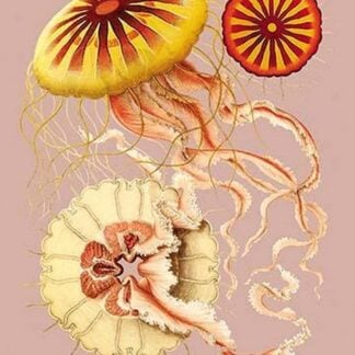 Jellyfish: Discomedusae #2 by Ernst Haeckel