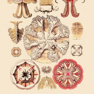 Jellyfish: Discomedusae by Ernst Haeckel