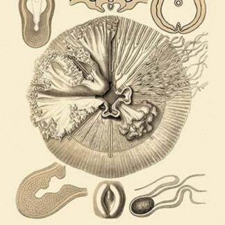 Jellyfish: Drymonema Victoria by Ernst Haeckel