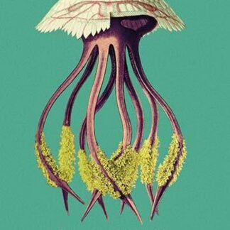 Jellyfish: Leonura Terminalis by Ernst Haeckel