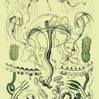 Jellyfish: Leptomedusae Octorchis by Ernst Haeckel