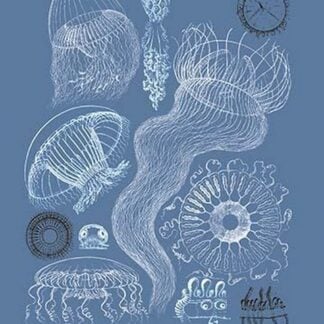 Jellyfish: Leptomedusae by Ernst Haeckel