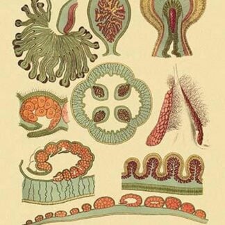 Jellyfish: Lucernaria Bathyphila by Ernst Haeckel