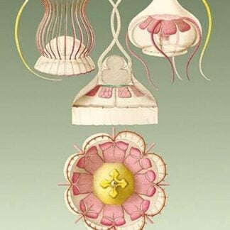 Jellyfish: Narcomedusae by Ernst Haeckel