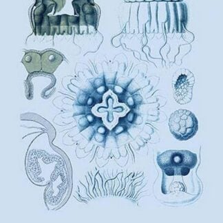 Jellyfish: Nauphanta Challengeri #2 by Ernst Haeckel