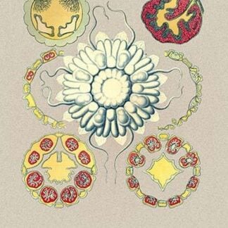 Jellyfish: Nauphanta Challengeri by Ernst Haeckel