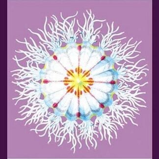 Jellyfish: Pectanthis Asteroides #2 by Ernst Haeckel