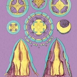 Jellyfish: Periphylla Mirabilis by Ernst Haeckel