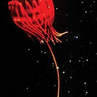 Jellyfish of Cape Hatteras by M. Youngbluth