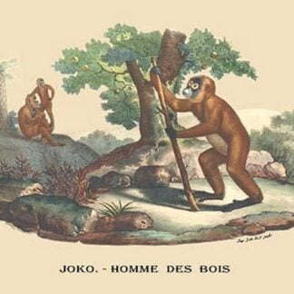 Joko - Homme des Bois (Monkey) by E. F. Noel