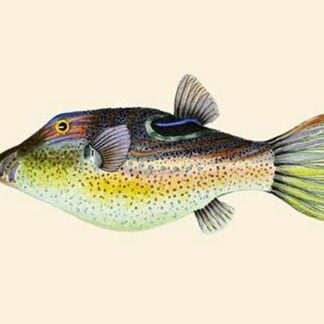 Jul-Potobarah by John Whitchurch Bennett