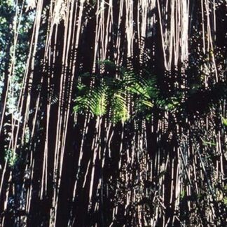 Jungle Vines by Cmdr. John Bortniak