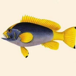 Kaha Laweyah by John Whitchurch Bennett