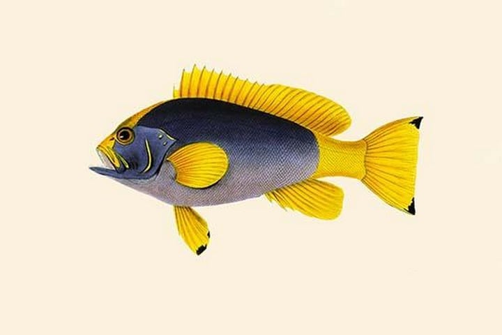 Kaha Laweyah by John Whitchurch Bennett