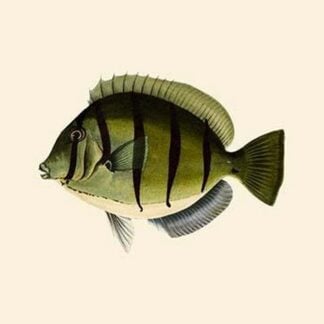 Kara Hamoowah by John Whitchurch Bennett