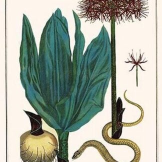Katherine Blood Lilly & Sunbeam Snake by Albertus Seba